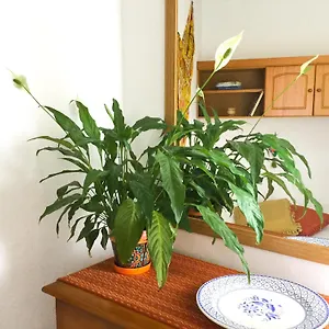 Casa De Amig@s En Apartamento